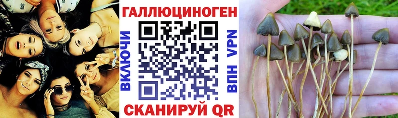 сколько стоит  Дмитриев  Псилоцибиновые грибы Magic Shrooms 